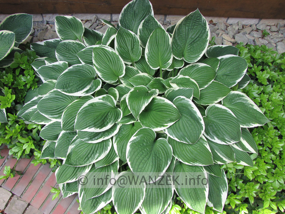 Hosta fortunei Francee 02.JPG